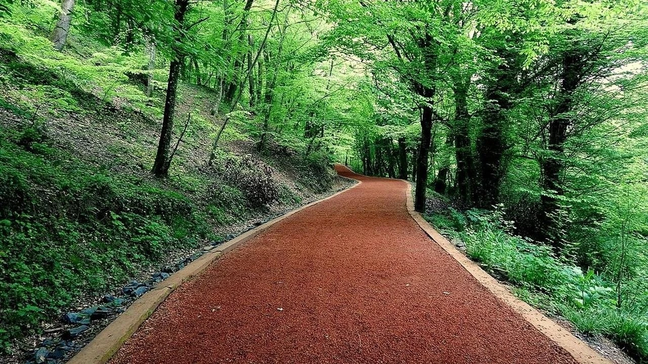 Belgrad Ormanı'nın işletme hakkı İBB'den Bakanlığa geçti!