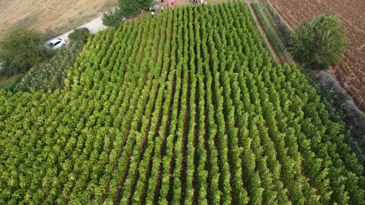 Bilecik'te barbunya hasadı devam ediyor