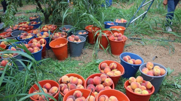 Bilecik'te hasat mesaisine başlayan şeftali üreticisinin yüzü gülüyor