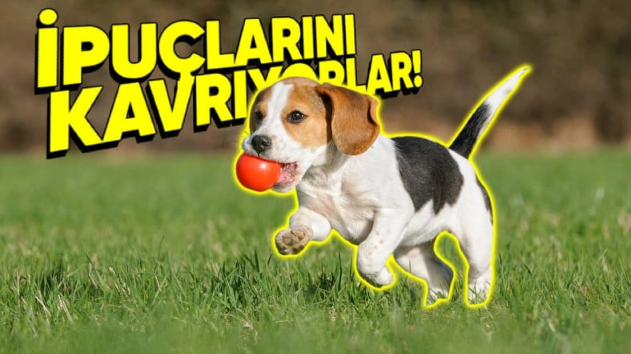 Bilim İnsanları Köpeklere Komutlarınızı Dinletmek İçin Ne Yapmanız Gerektiğini Anlattı