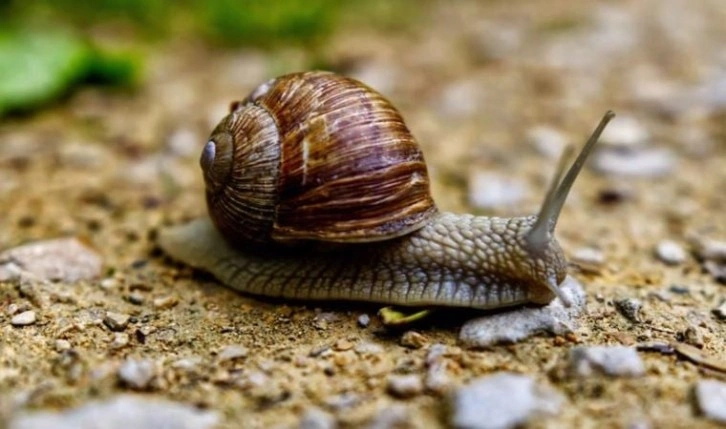 Bilim insanları salyangoz mukusundan yaraları iyileştiren hidrojel üretti