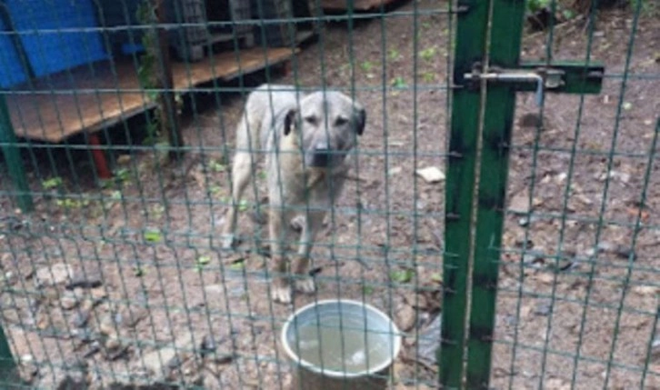 Boğaziçi'nden zorla taşınan köpekler çamur içinde ve soğukta kaldı