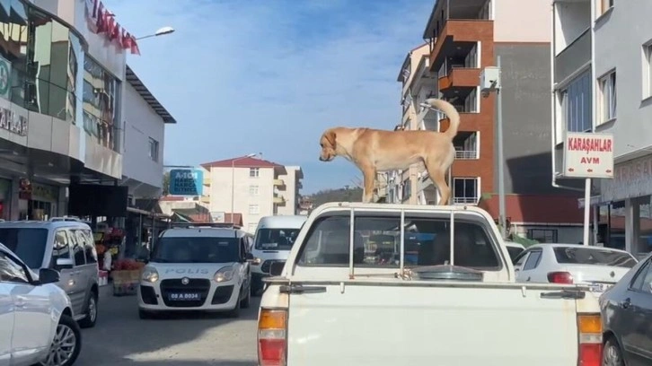 Bu köpeğin en büyük tutkusu kamyonetin tavanında yolculuk etmek