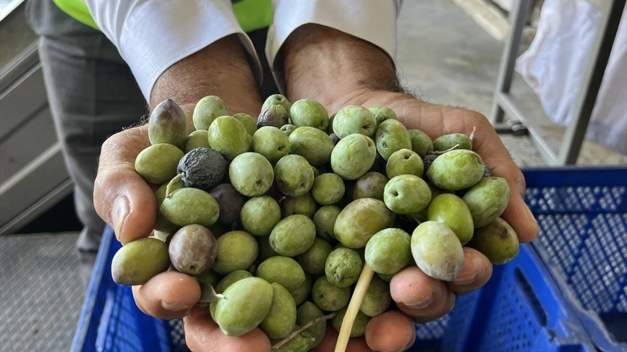 Bu yıl 3,6 milyon tonluk zeytin rekoltesi bekleniyor