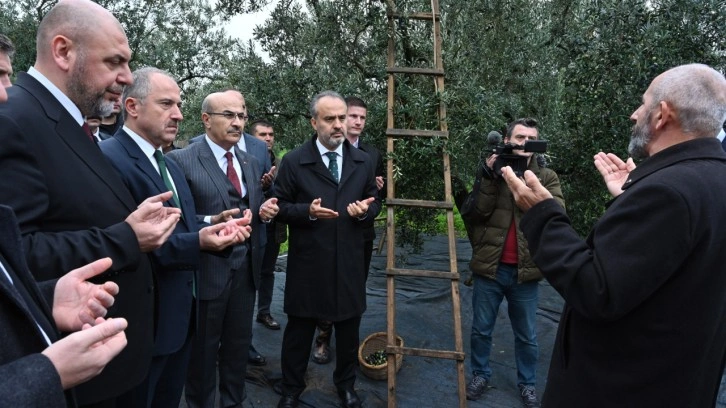 Bursa Orhangazi’de de zeytin hasadı başladı