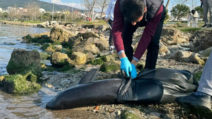 Çanakkale'de ölü yavru yunus sahile vurdu