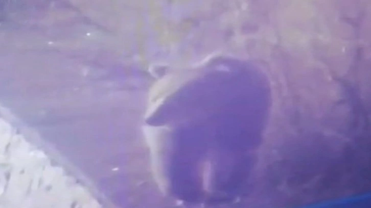 Çankırı’da Karayoluna inen ayı kameraya yansıdı
