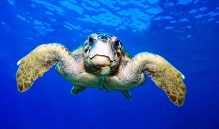 Caretta carettalara dokunmayın uyarısı