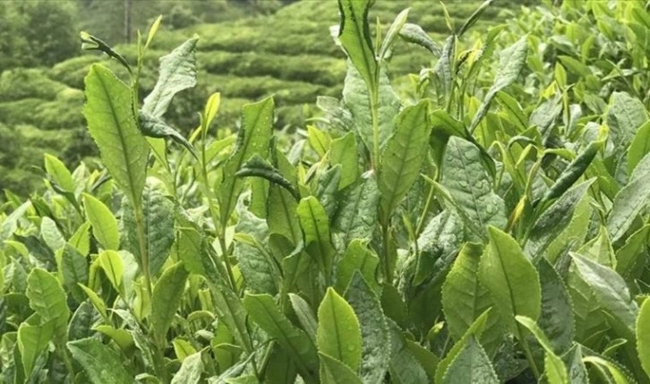 Çaykur, haziran ayı yaş çay bedeli ödemelerine başladı