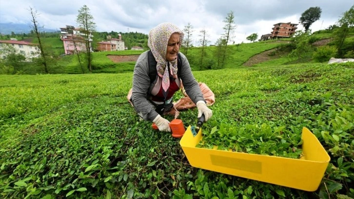 ÇAYKUR randevulu yaş çay alım sistemini kaldırdı