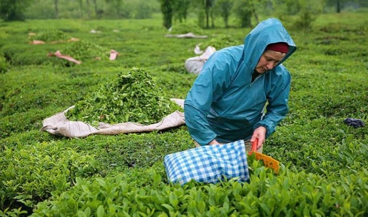 ÇAYKUR'dan yaş çay alımı duyurusu