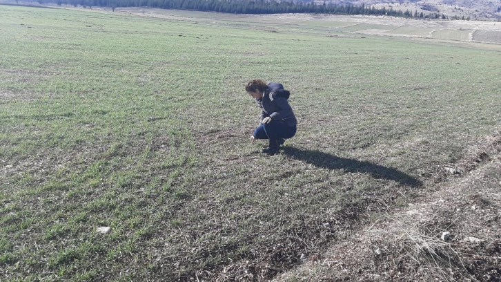 Çiftçiler ekinlere zarar veren kambur böceği konusunda bilgilendirildi