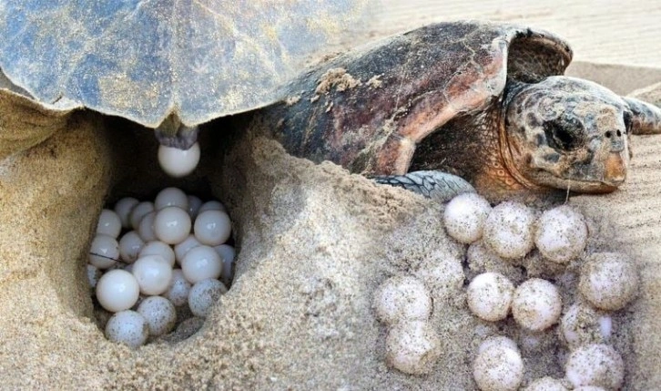 Çiftleşen caretta carettalar için 'sessizlik' uyarısı