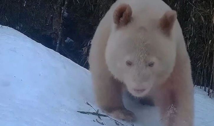 Çin'de albino hastası panda görüntülendi