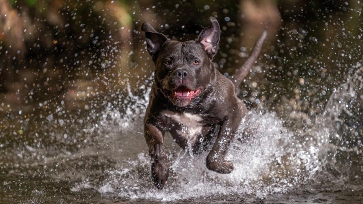 Çocuğun ölümüne neden olan köpeğin sahibine hapis cezası