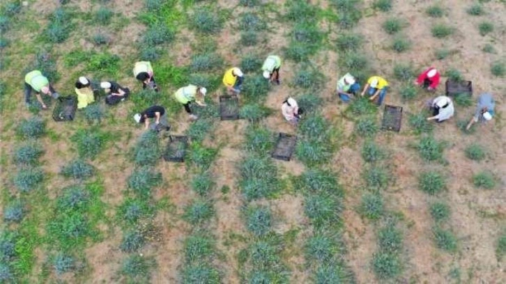 Çöplükten dönüştürülen tarlada 'lavanta' hasadı