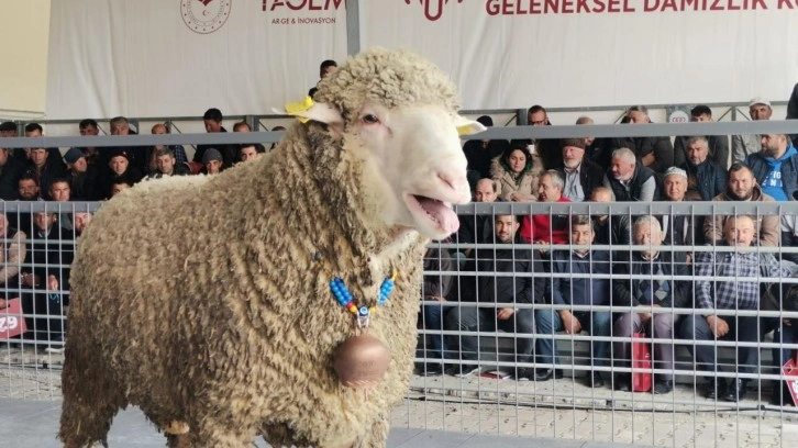 Damızlık koç için rekor ücret: 91 bin liraya satıldı