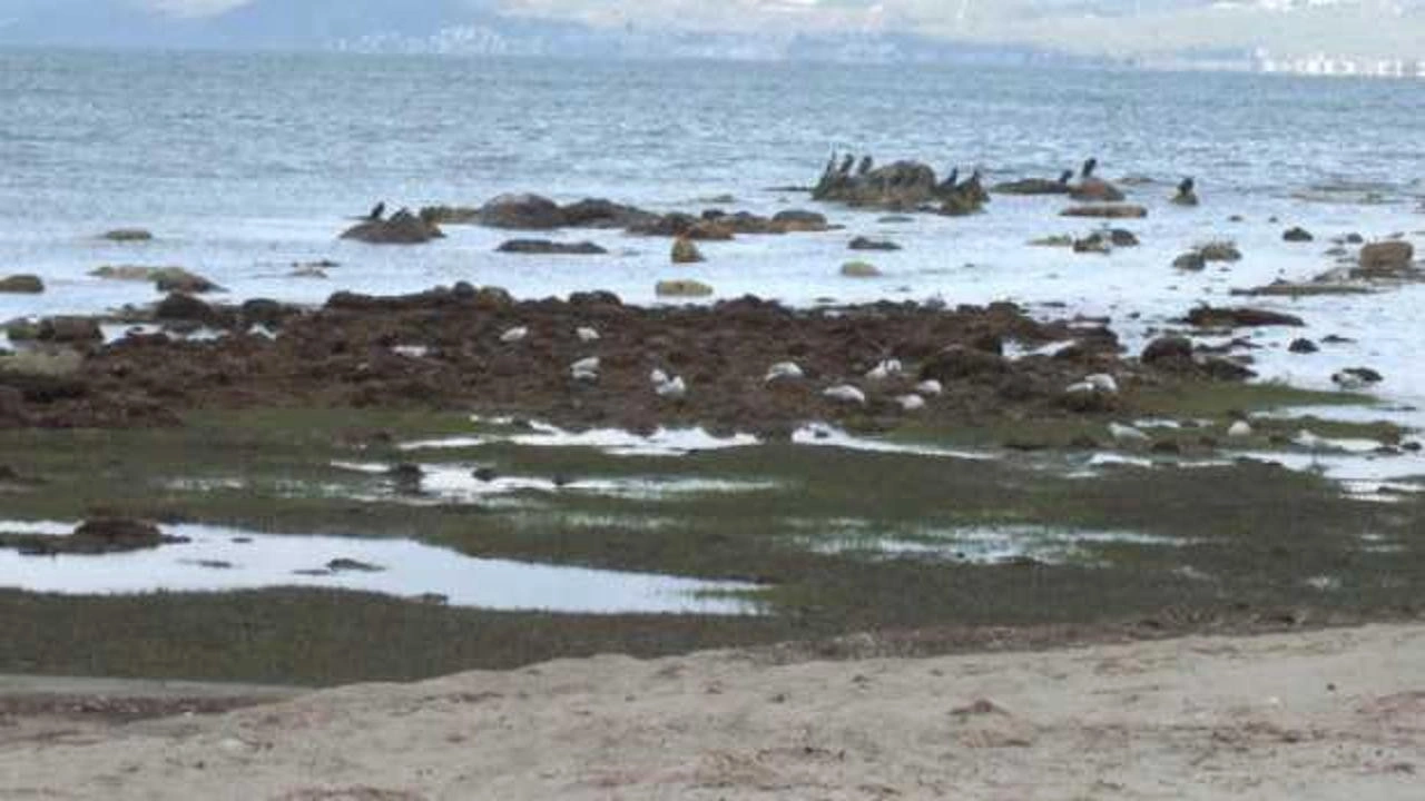 Deniz çekildi, 2 bin 500 yıllık antik liman ortaya çıktı