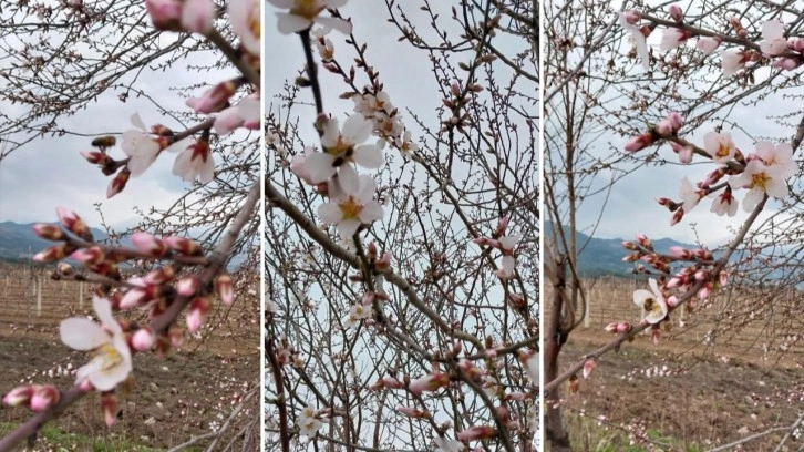 Denizli’de Şubat ayında ağaçlar çiçek açtı!