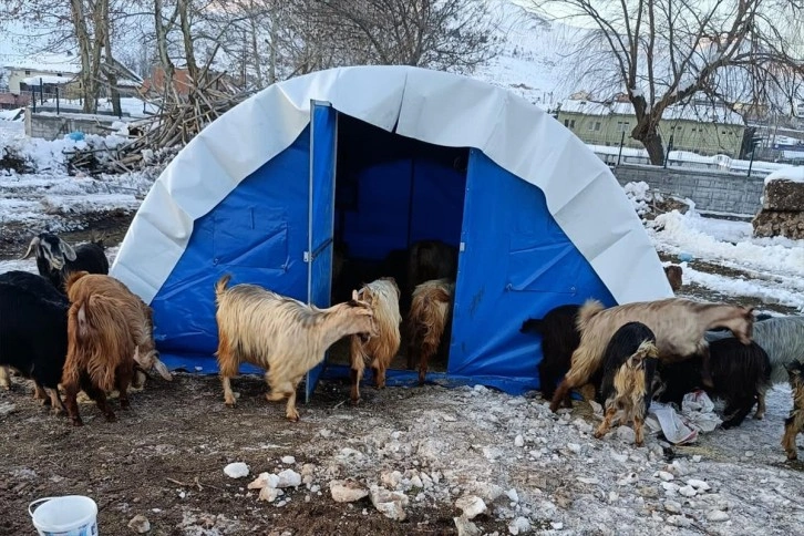 Deprem bölgesinde büyükbaş hayvanlar için 500 lira, küçükbaş için 50 lira yem desteği verilecek