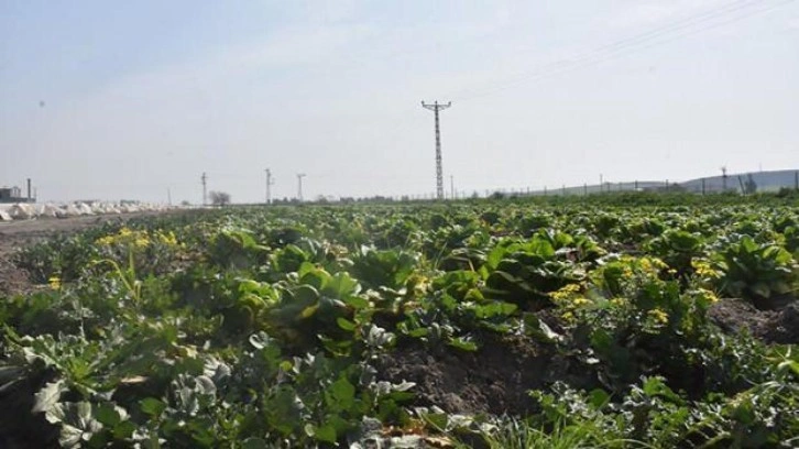 Deprem bölgesinde ürünler tarlada kaldı: 'Satın alın' çağrısı geldi