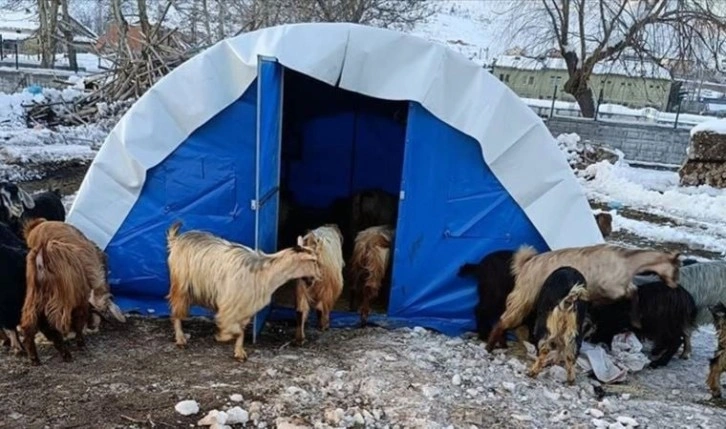 Depremzede büyük ve küçükbaş yetiştiricilerine yem desteği verilecek