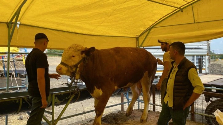 Dev dana bayrama günler kala alıcı buldu: 1 tonluk 'Kral' rekor fiyata satıldı!