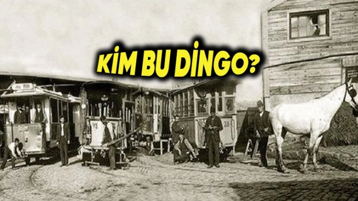 “Dingo’nun Ahırı” Deyiminin İlginç Hikâyesi