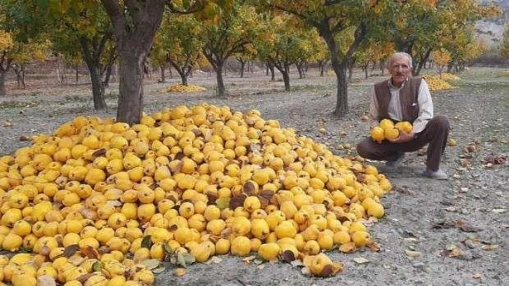 Dodurga Beyi ayvası ilçenin alternatif gelir kaynağı olacak