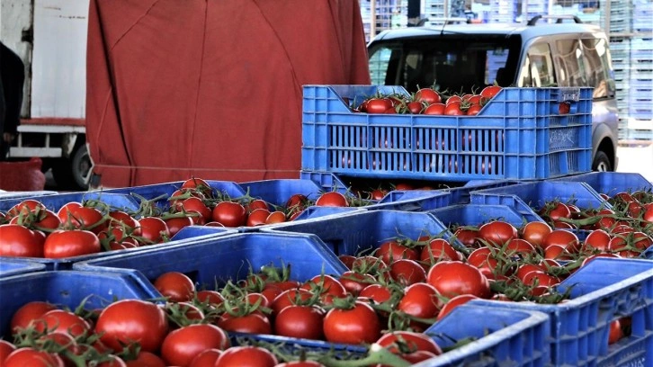 Domatesleri çöpe döken işletmeye 123 bin lira ceza uygulanacak