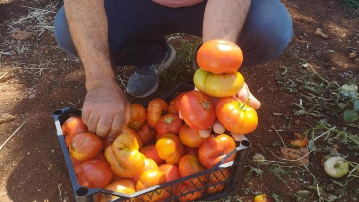 Dönüm başı 30 ton ürün alan üretici yerli domatesi 10 liradan satıyor