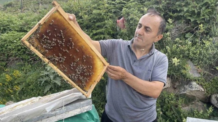 Dünyaca ünlü Anzer balının kilosu 4 bin TL'den satılıyor