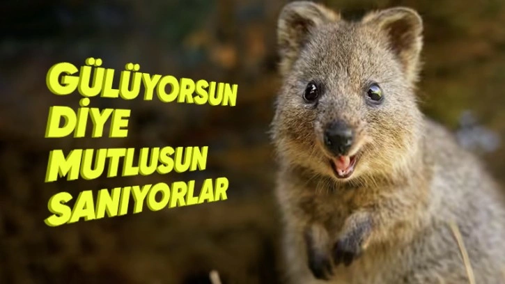 Dünyanın En Mutlu Hayvanı Quokka ile Tanışın!