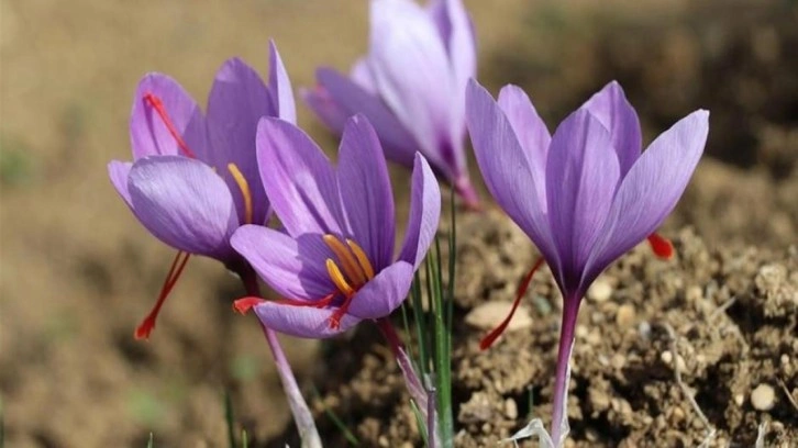 Dünyanın en pahalı bitkisi olan safranın hasadı festivalle yapılacak