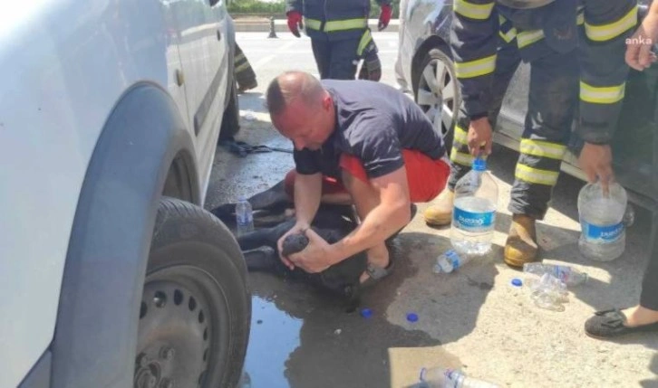 Edirne’de kilitli araçta kalan köpek hayatını kaybetti