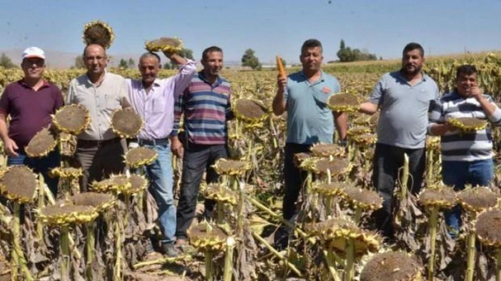 Elbistan'da "siyah altın" hasadı başladı