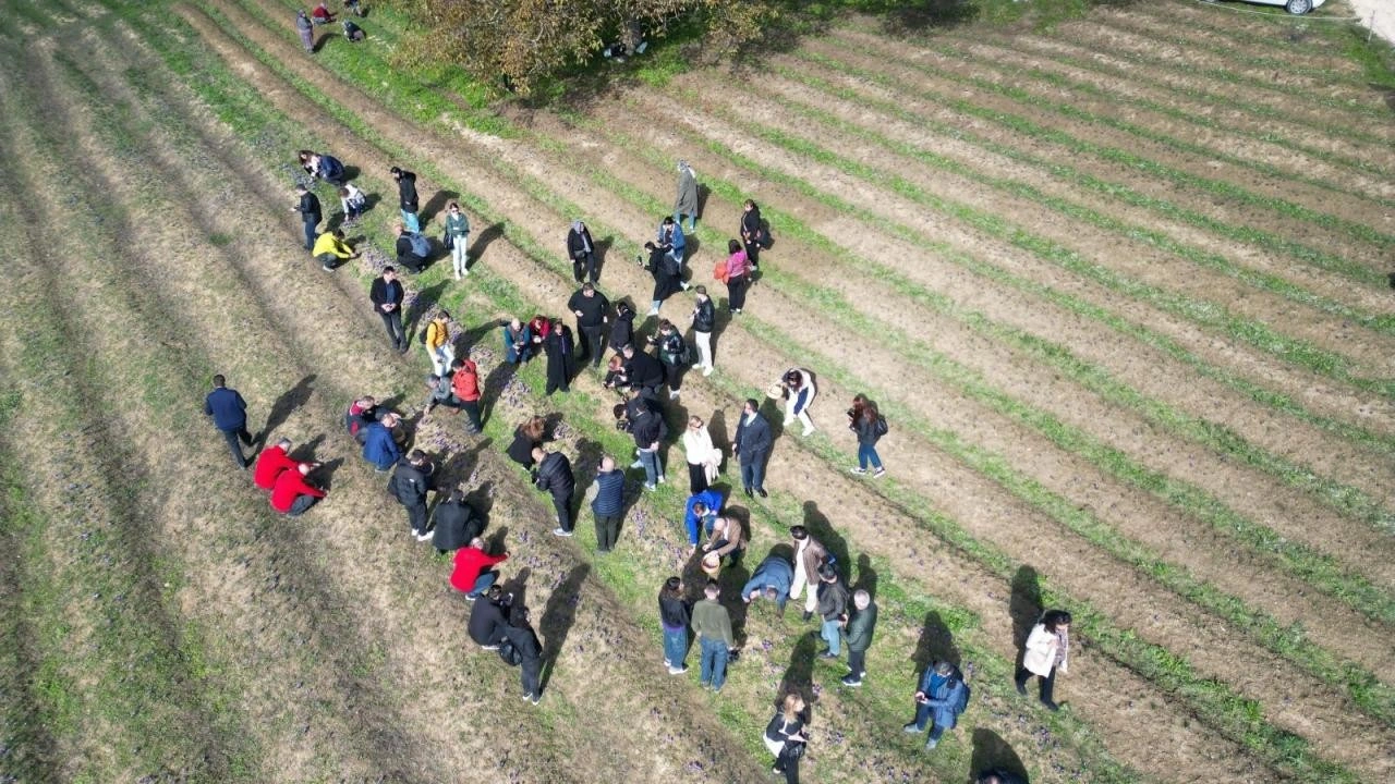 En değerli bitkinin hasadı başladı! Kilosu 450 bin liradan satılacak