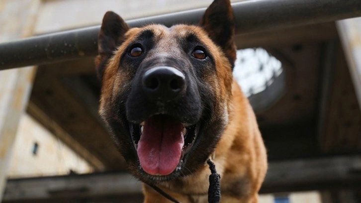 Erdoğan talimat vermişti! Bakan Tunç'tan başıboş sokak köpeği açıklaması