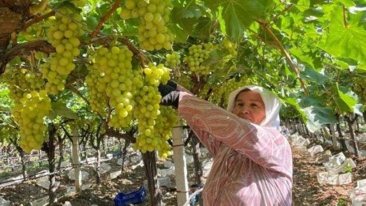 Erkenci üzüm hasadına başlandı