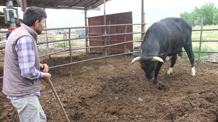 Erzincan'da 1,3 tonluk kurbanlık boğa 