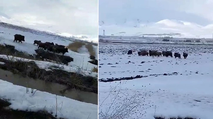 Erzurum'da aç kalan domuz sürüsü köye indi