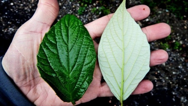 Evrim, Sanılanın Aksine 'Rastgele' Olmayabilir