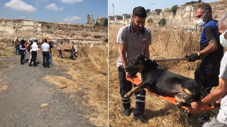 Fatih'te bir kişiyi öldüren sahipsiz köpekler, belediye ekiplerince toplandı