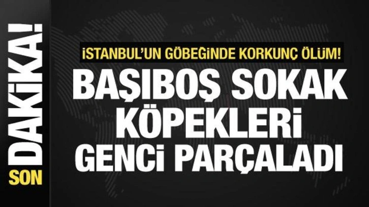 Fatih’te korkunç ölüm! 9 başıboş sokak köpeği bir genci parçaladı