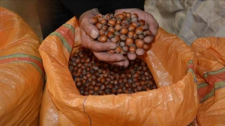 Fındıkta erken hasat yapılmasın uyarısı