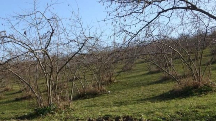 Fındıkta verim endişesi