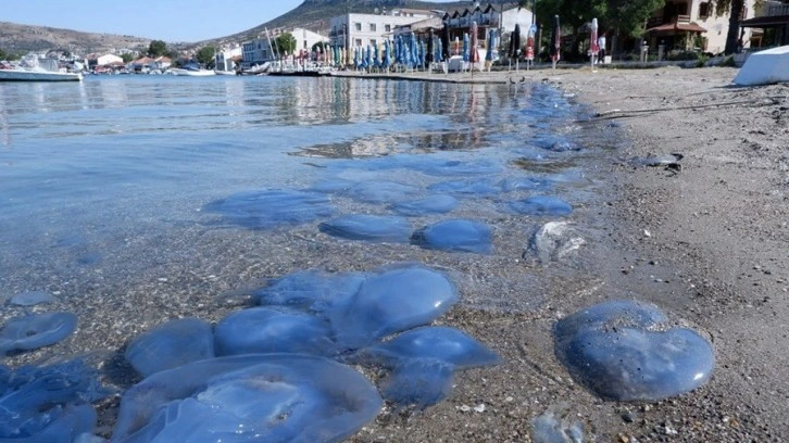 Foça ve Çeşme kıyılarında denizanası paniği