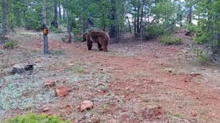 Fotokapanlara bu kez art arda doğanın vahşi hayvanları yakalandı