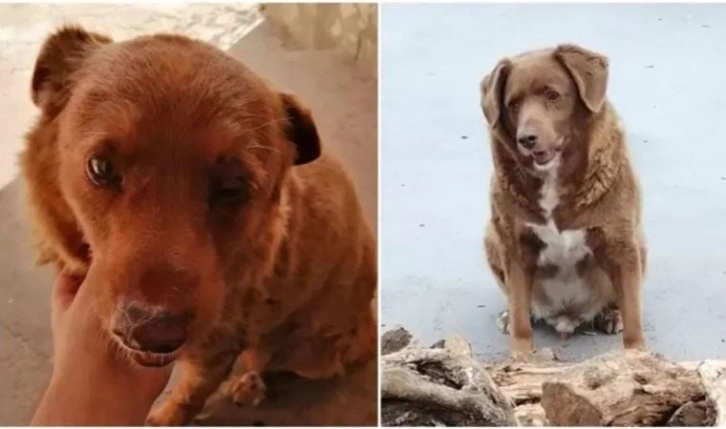 Gelmiş geçmiş en yaşlı köpek rekoru Portekiz'de yaşayan 30 yaşındaki Bobi tarafından kırıldı