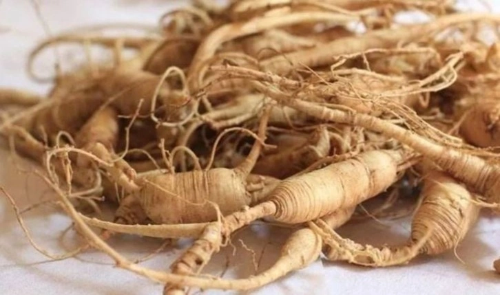 Ginseng ne işe yarar, neye iyi gelir ve faydaları neler?